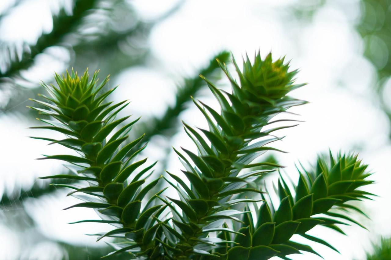 Le Gite Araucaria Le Tilleul Esterno foto